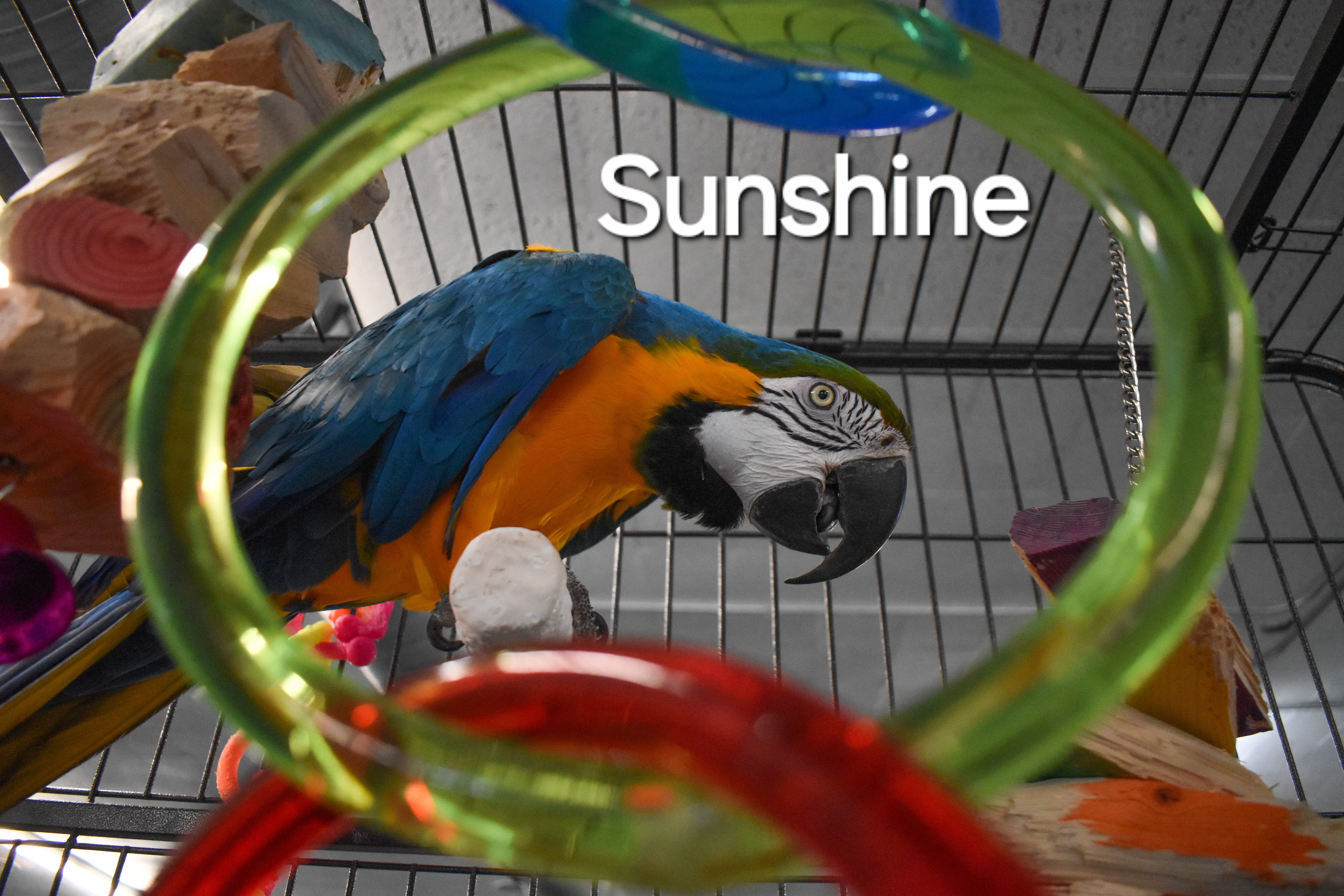 Sunshine photo 4