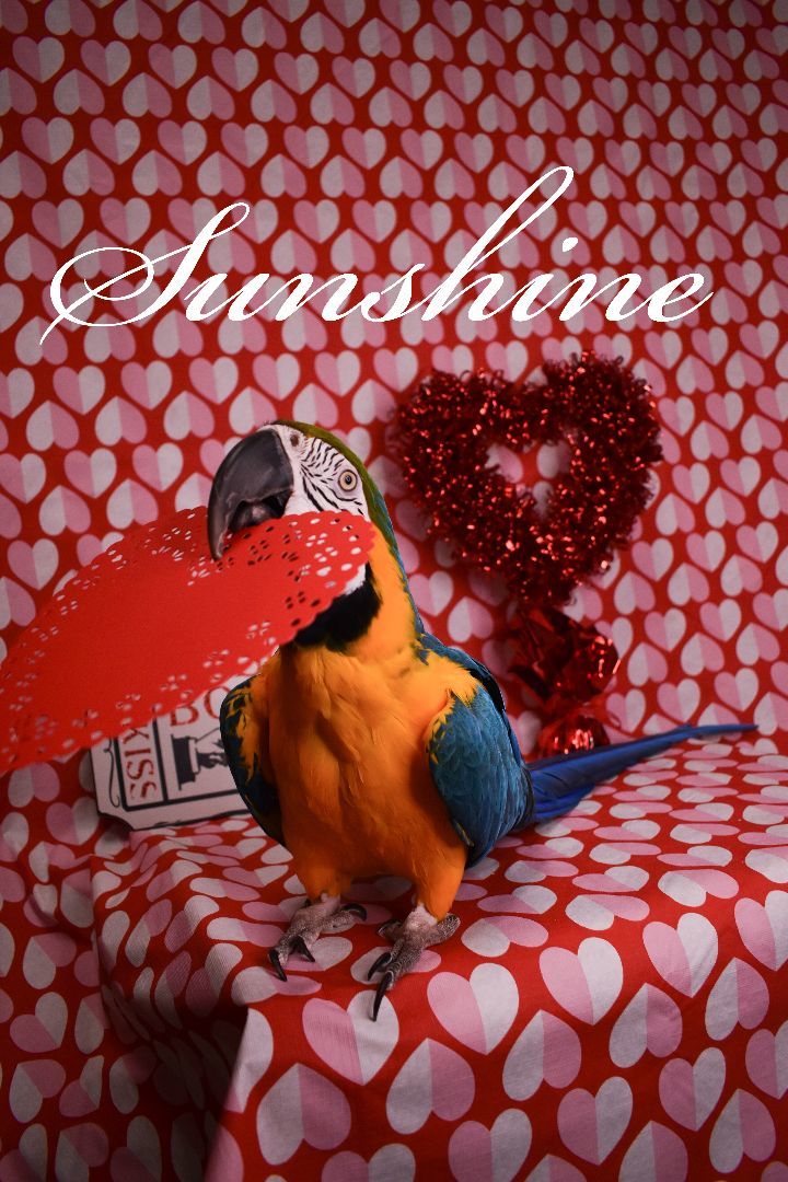 Sunshine photo 6