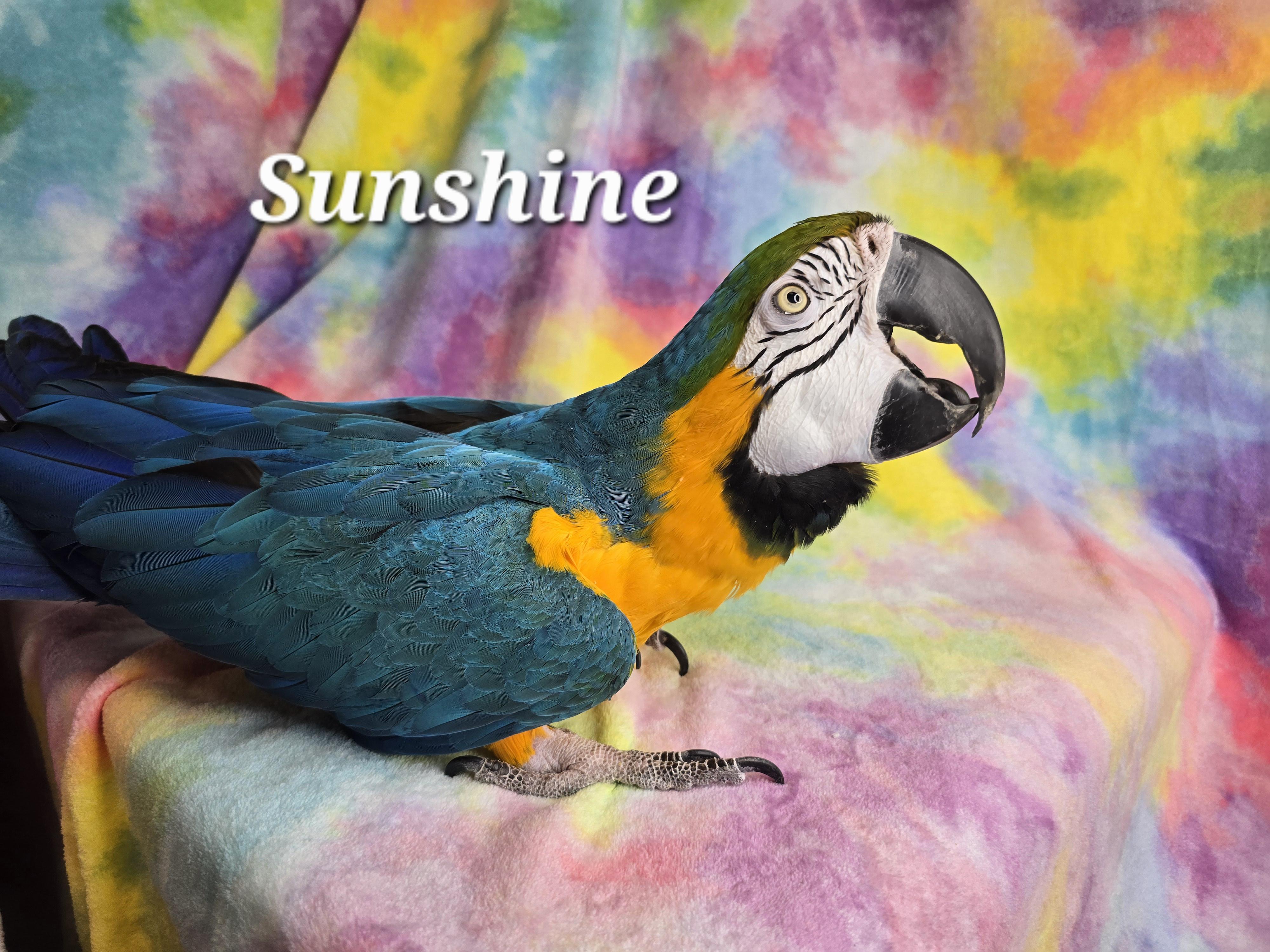 Sunshine, Adult Female unknown