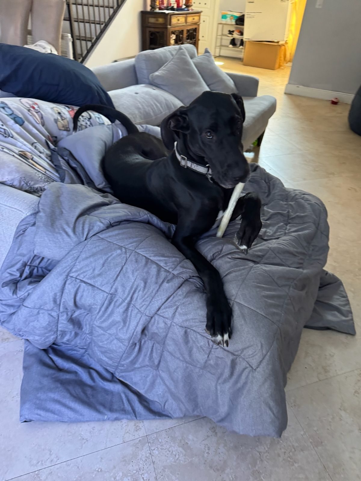 Onyx, a Adoptable Great Dane in coral gables, FL image 1/2