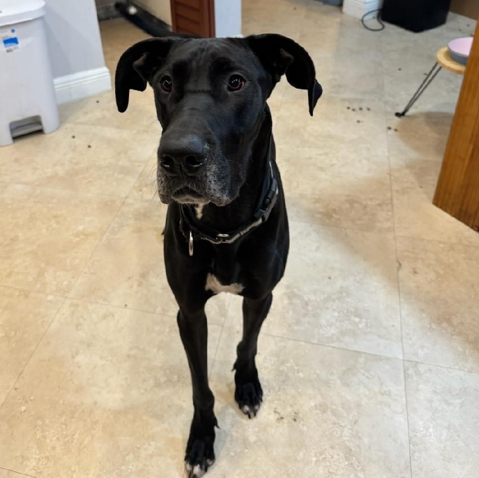 Onyx, a Adoptable Great Dane in coral gables, FL image 2/2