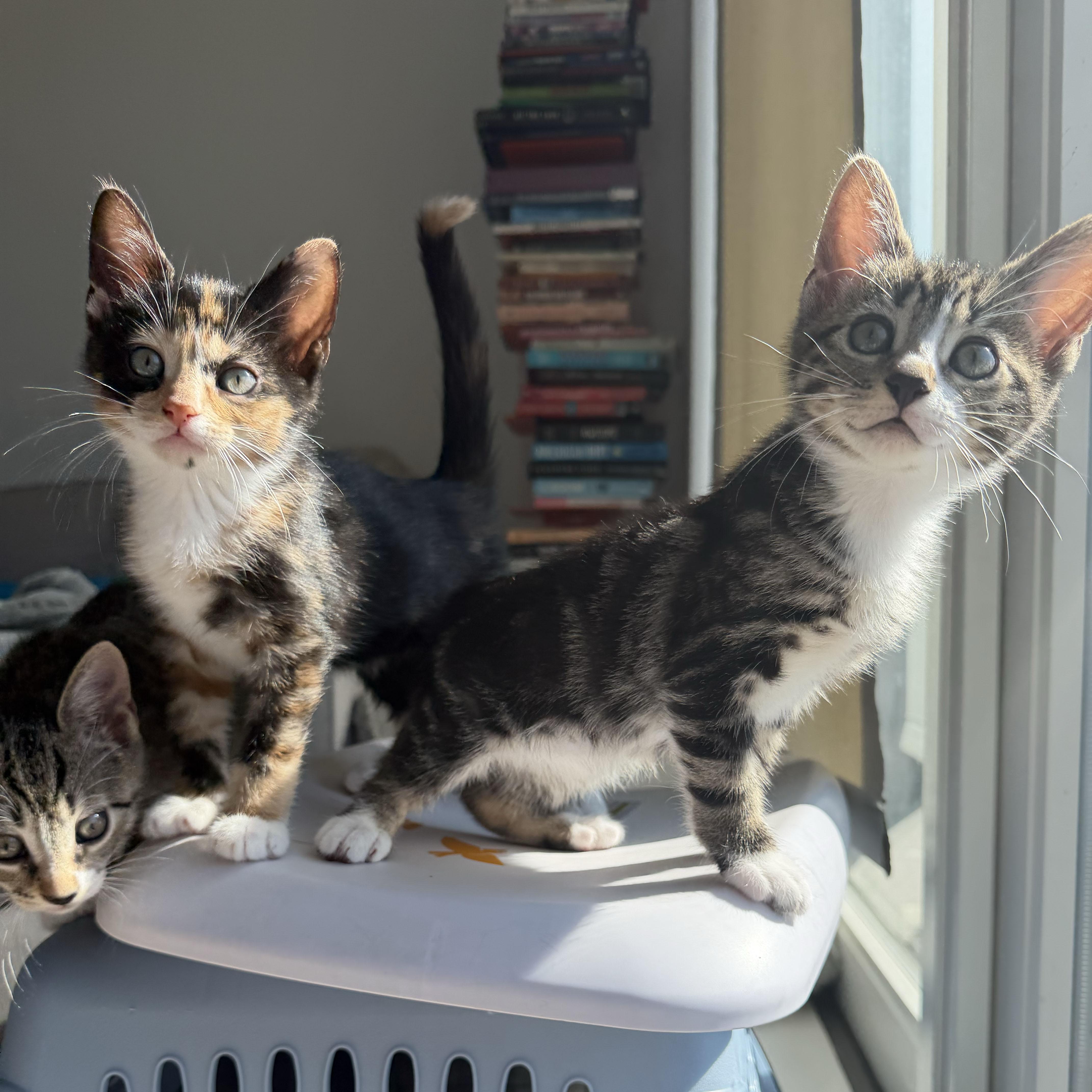 Enlarge Flan + Pastelita, an adopted Domestic Short Hair in BROOKLYN, NY image 5/6