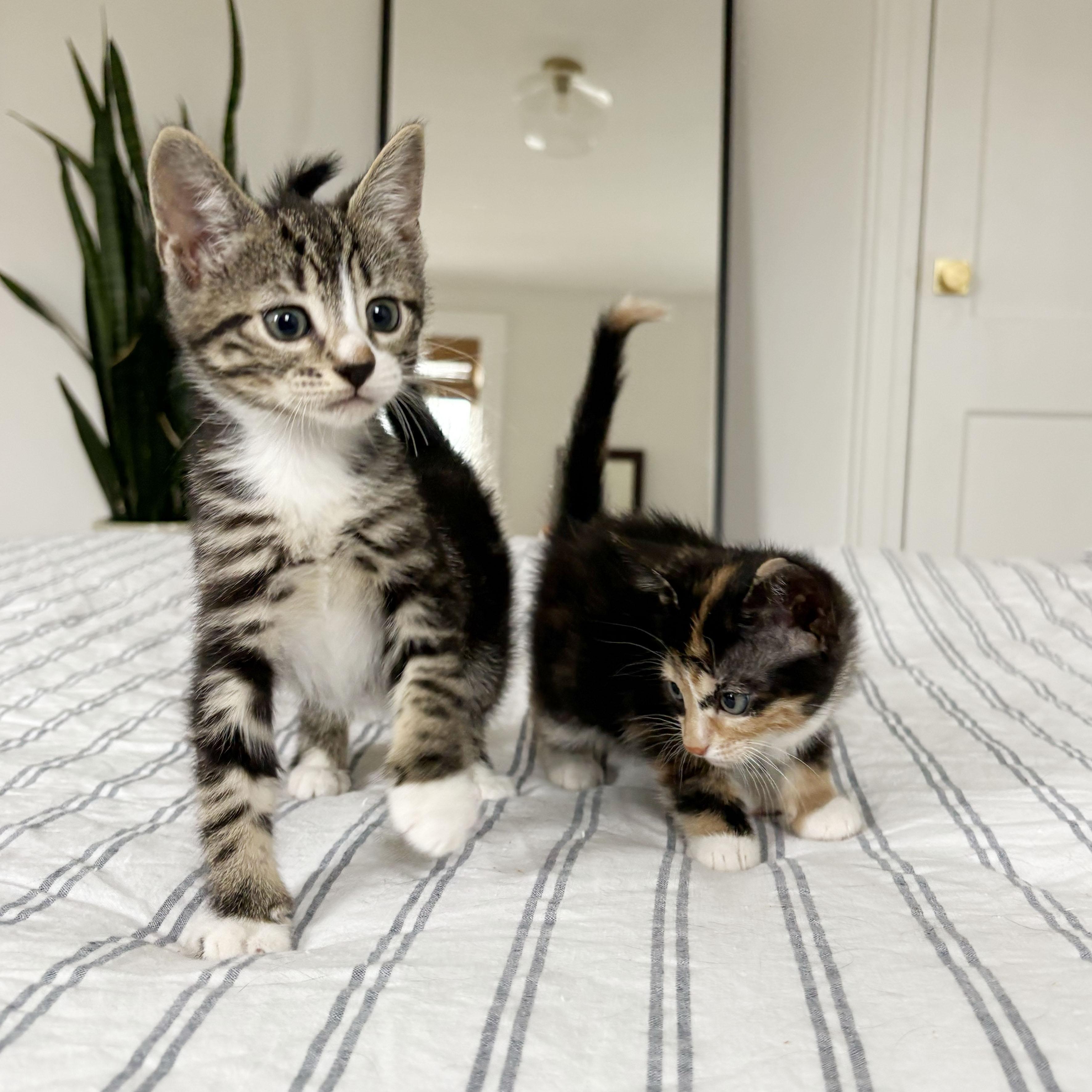 Enlarge Flan + Pastelita, an adopted Domestic Short Hair in BROOKLYN, NY image 4/6