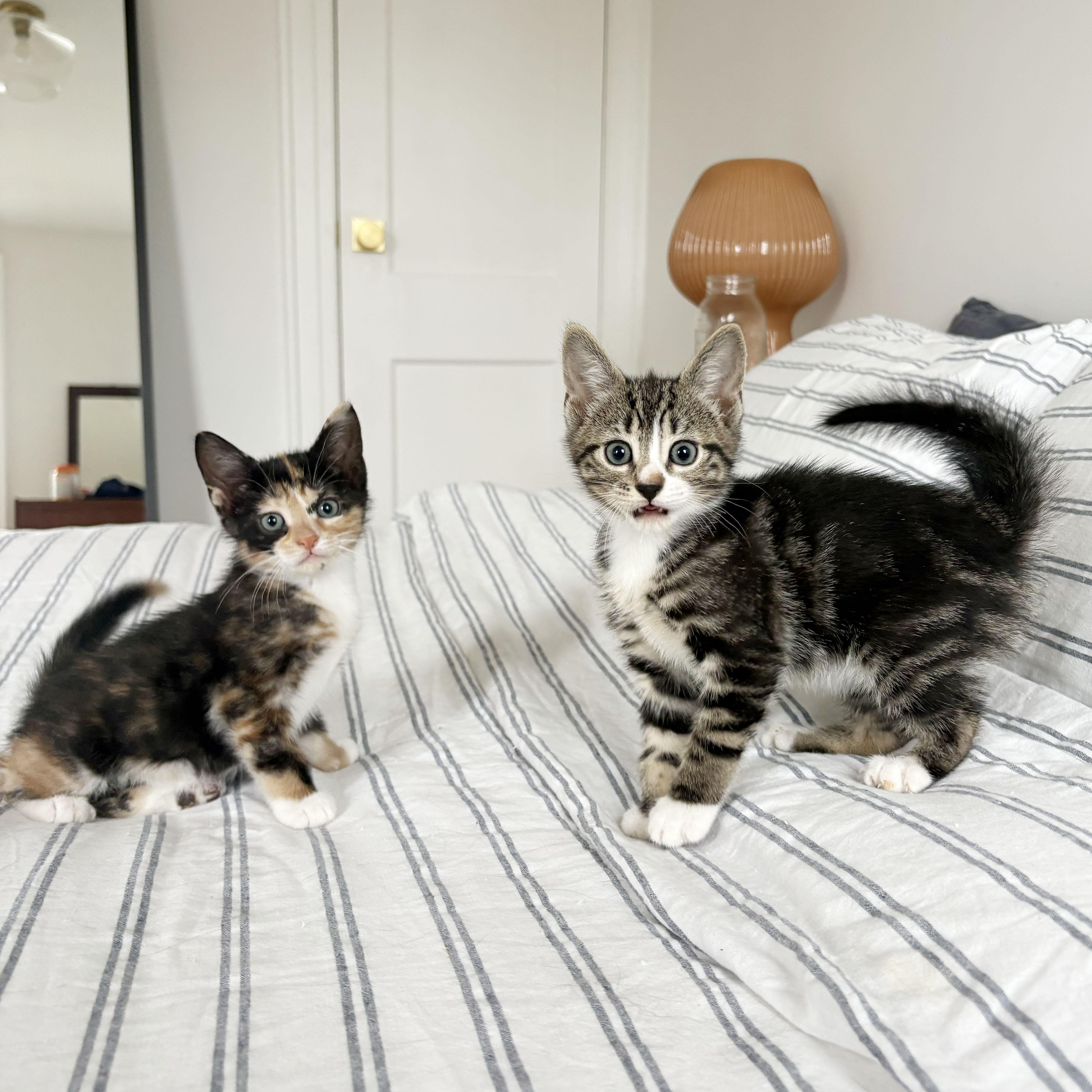Enlarge Flan + Pastelita, an adopted Domestic Short Hair in BROOKLYN, NY image 3/6