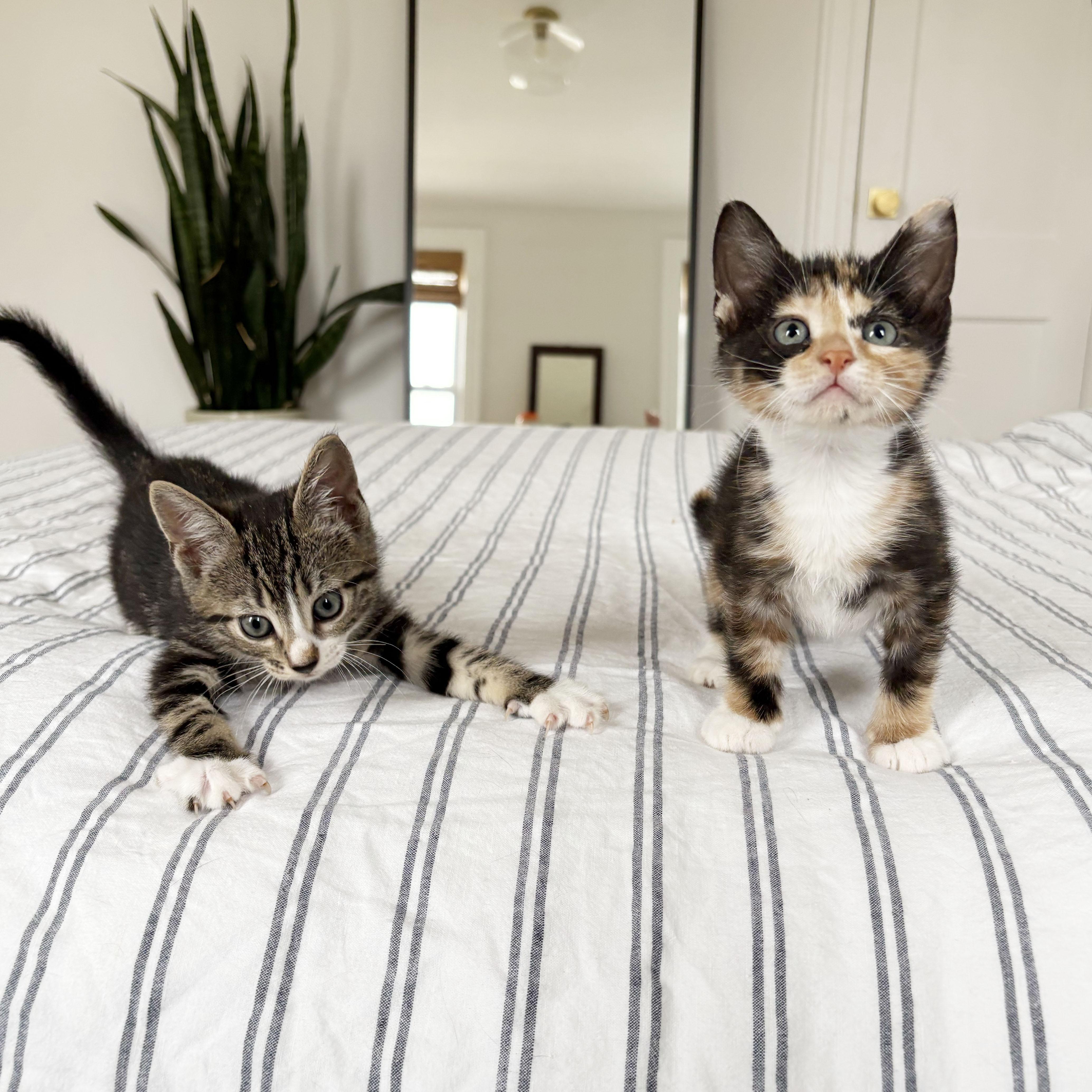 Enlarge Flan + Pastelita, an adopted Domestic Short Hair in BROOKLYN, NY image 1/6