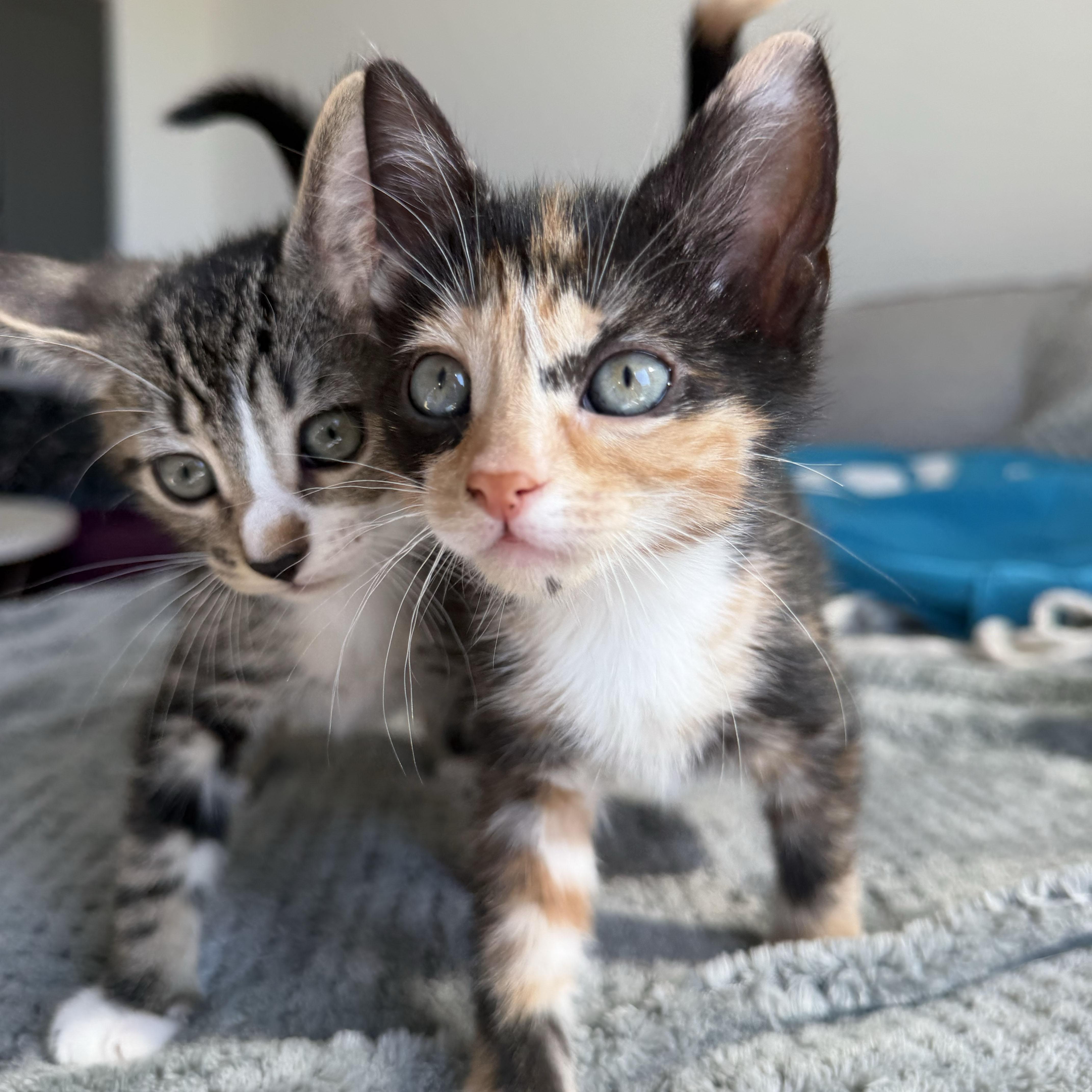 Enlarge Flan + Pastelita, an adopted Domestic Short Hair in BROOKLYN, NY image 2/6