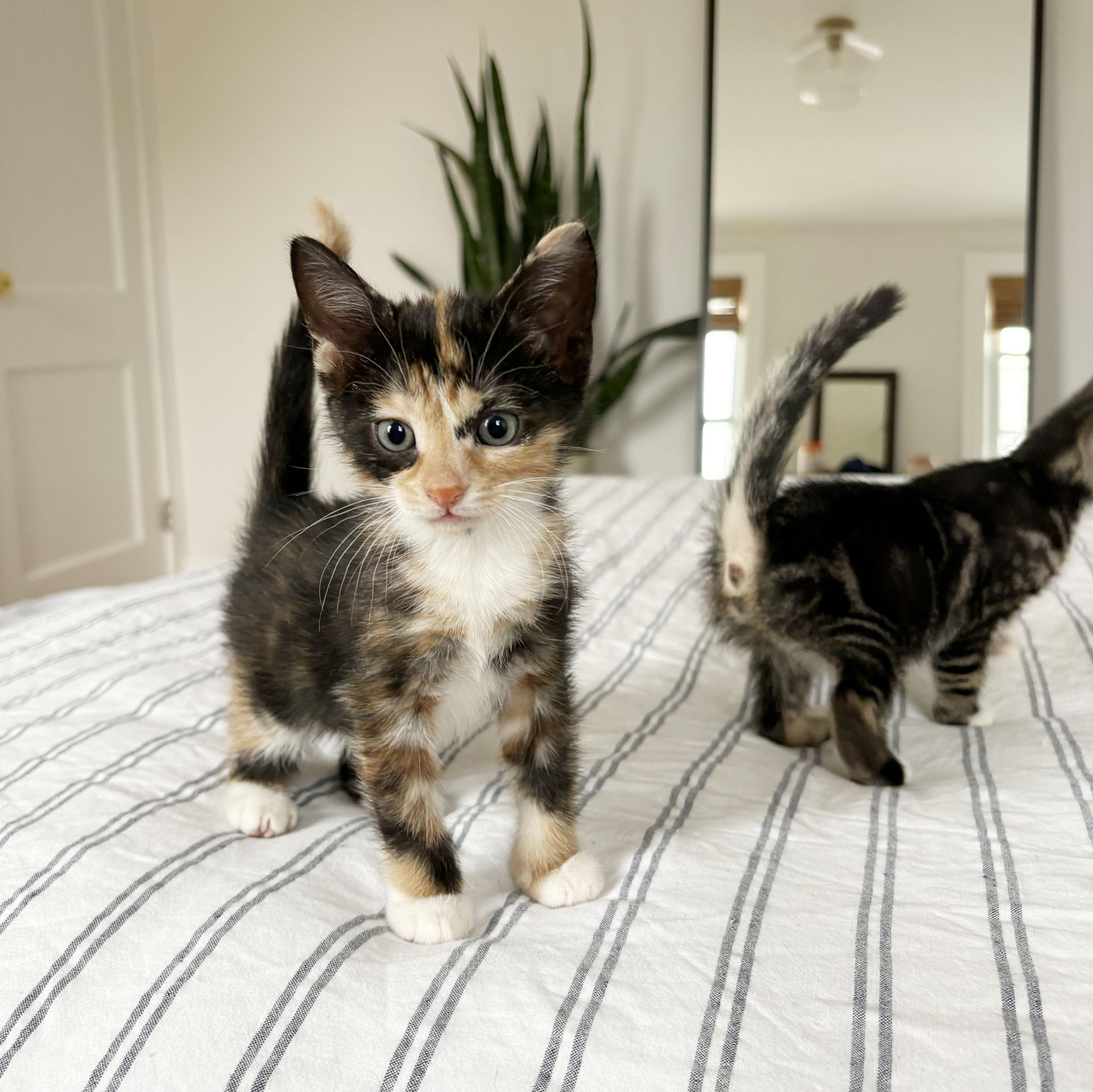 Enlarge Flan + Pastelita, an adopted Domestic Short Hair in BROOKLYN, NY image 6/6