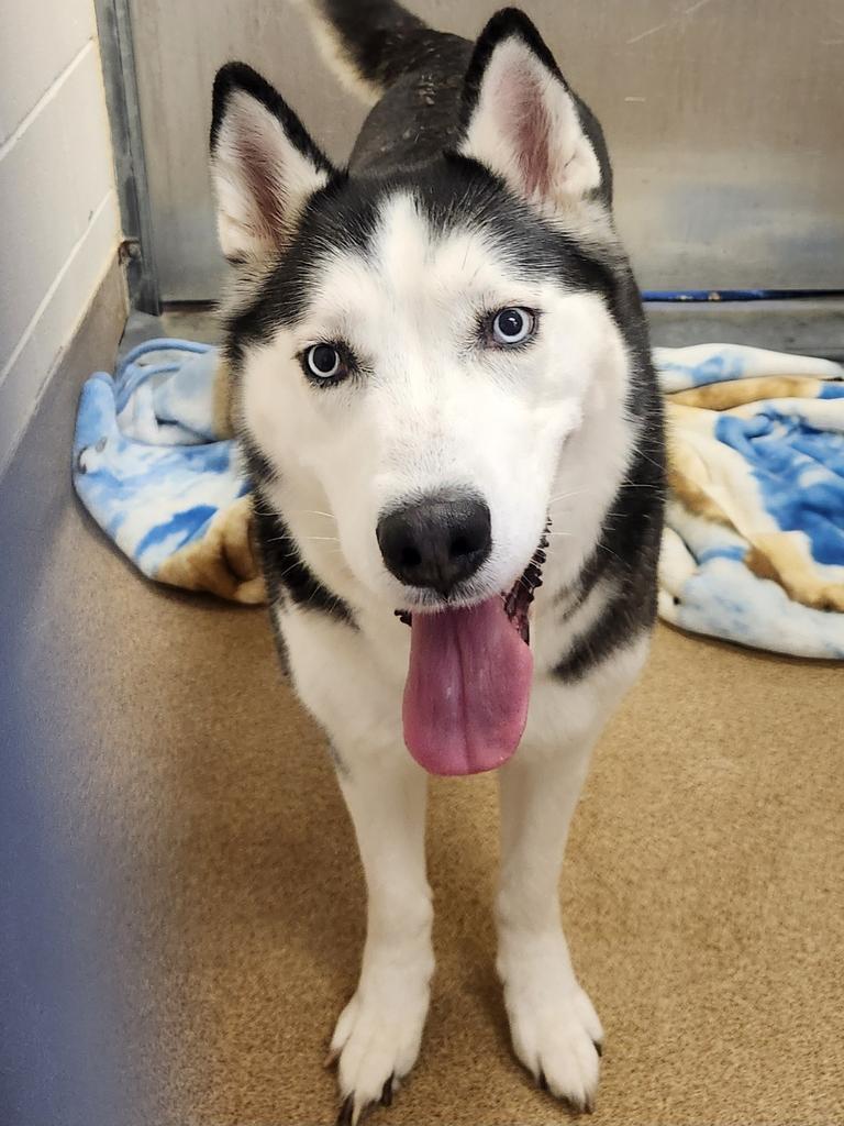 Enlarge Amara, a Adoptable Siberian Husky in Grand Forks, ND image 1/1
