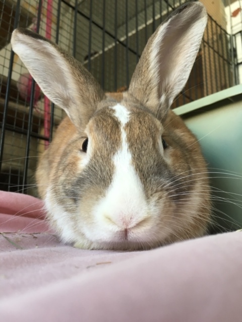 Caesar, a Adoptable American in Midway City, CA image 1/6