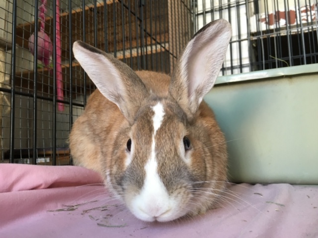 Caesar photo 3