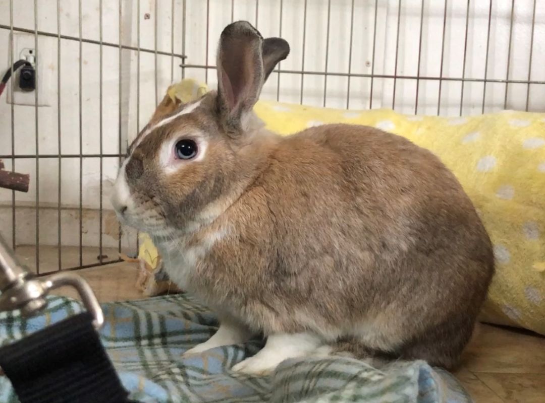 Caesar, a Adoptable American in Midway City, CA image 3/6