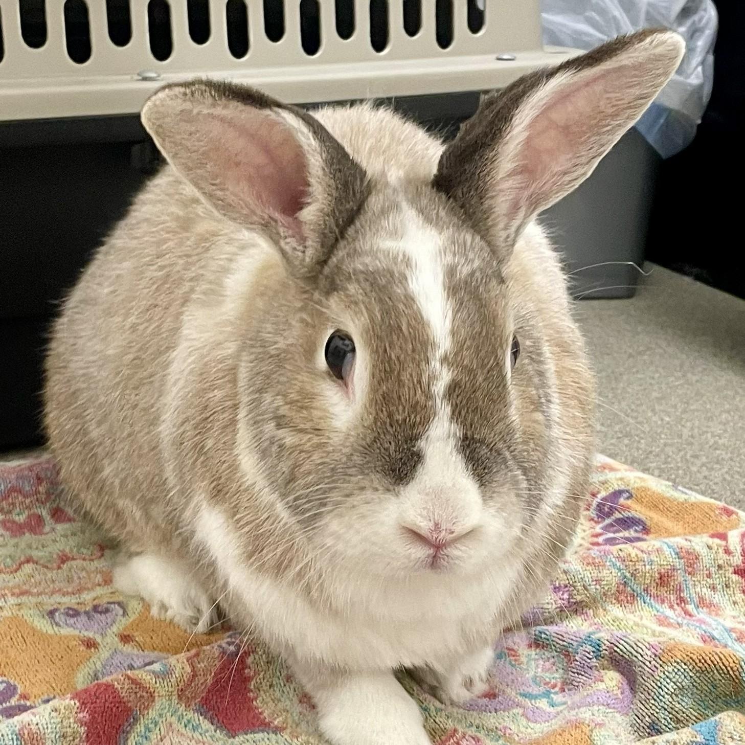 Caesar, a Adoptable American in Midway City, CA image 4/6