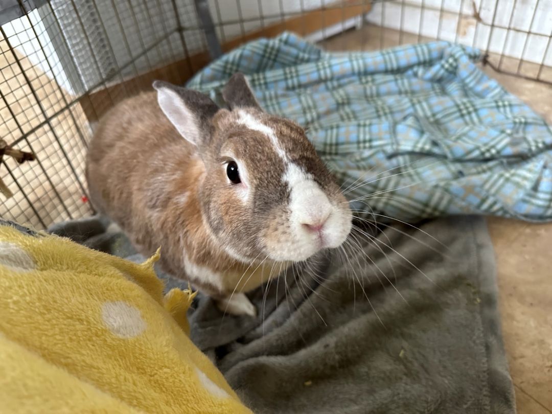 Caesar, a Adoptable American in Midway City, CA image 4/6