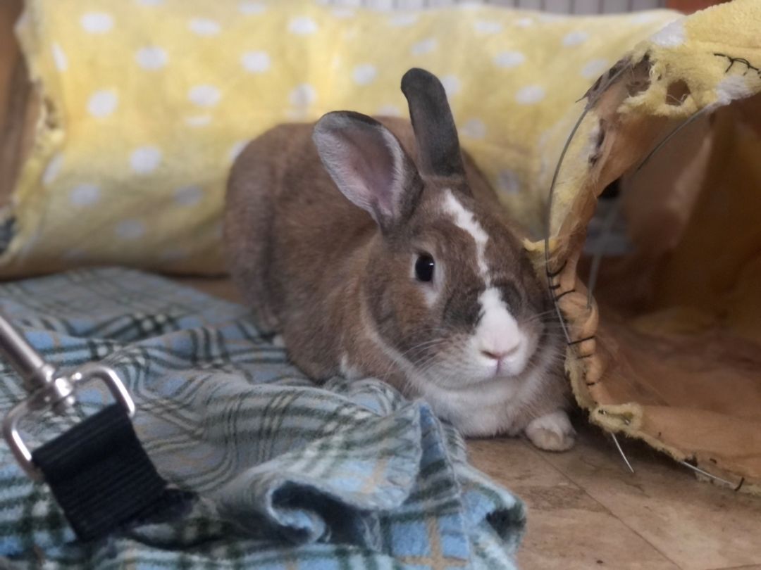 Caesar, a Adoptable American in Midway City, CA image 5/6