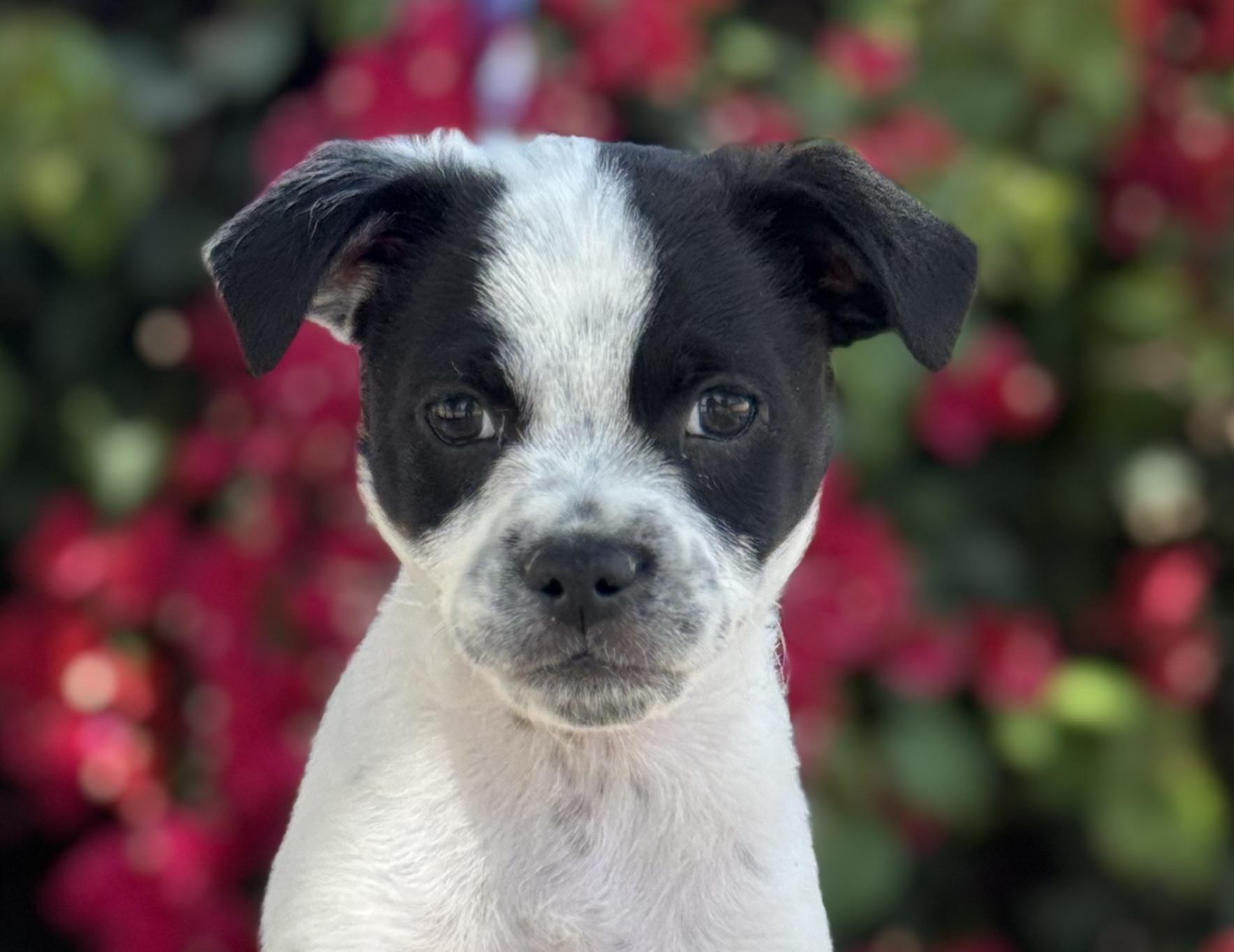 Enlarge Beetlejuice, a ADOPTABLE mixed breed in Van Nuys, CA image 3/6
