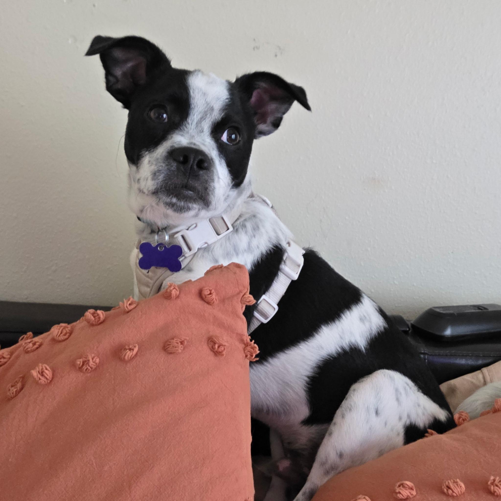 Enlarge Beetlejuice, a ADOPTABLE mixed breed in Van Nuys, CA image 2/6