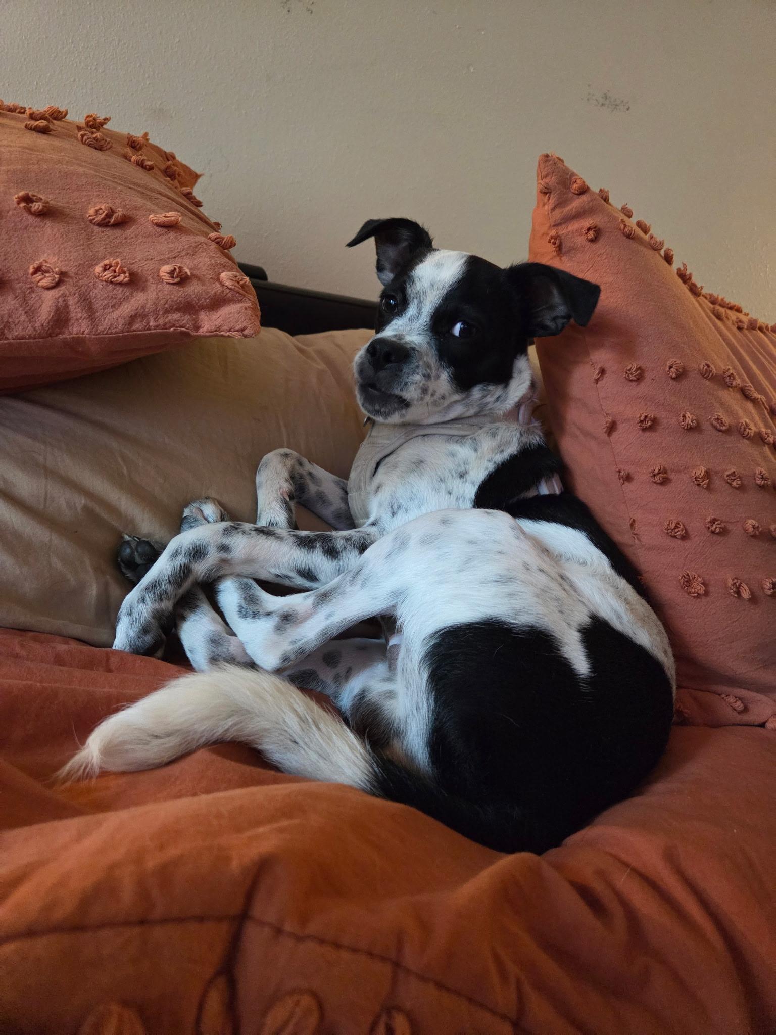 Enlarge Beetlejuice, a ADOPTABLE mixed breed in Van Nuys, CA image 5/6