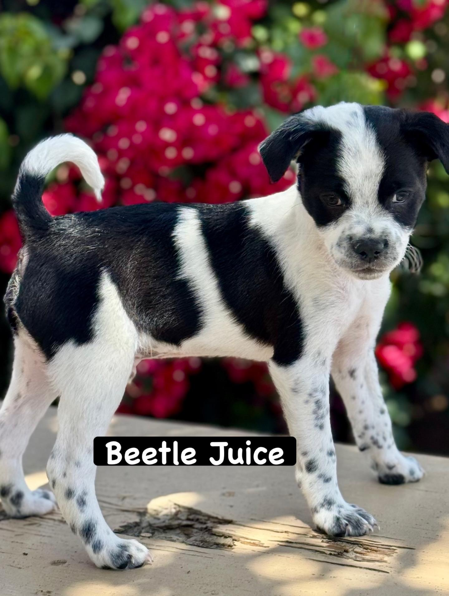 Enlarge Beetlejuice, a ADOPTABLE mixed breed in Van Nuys, CA image 1/6