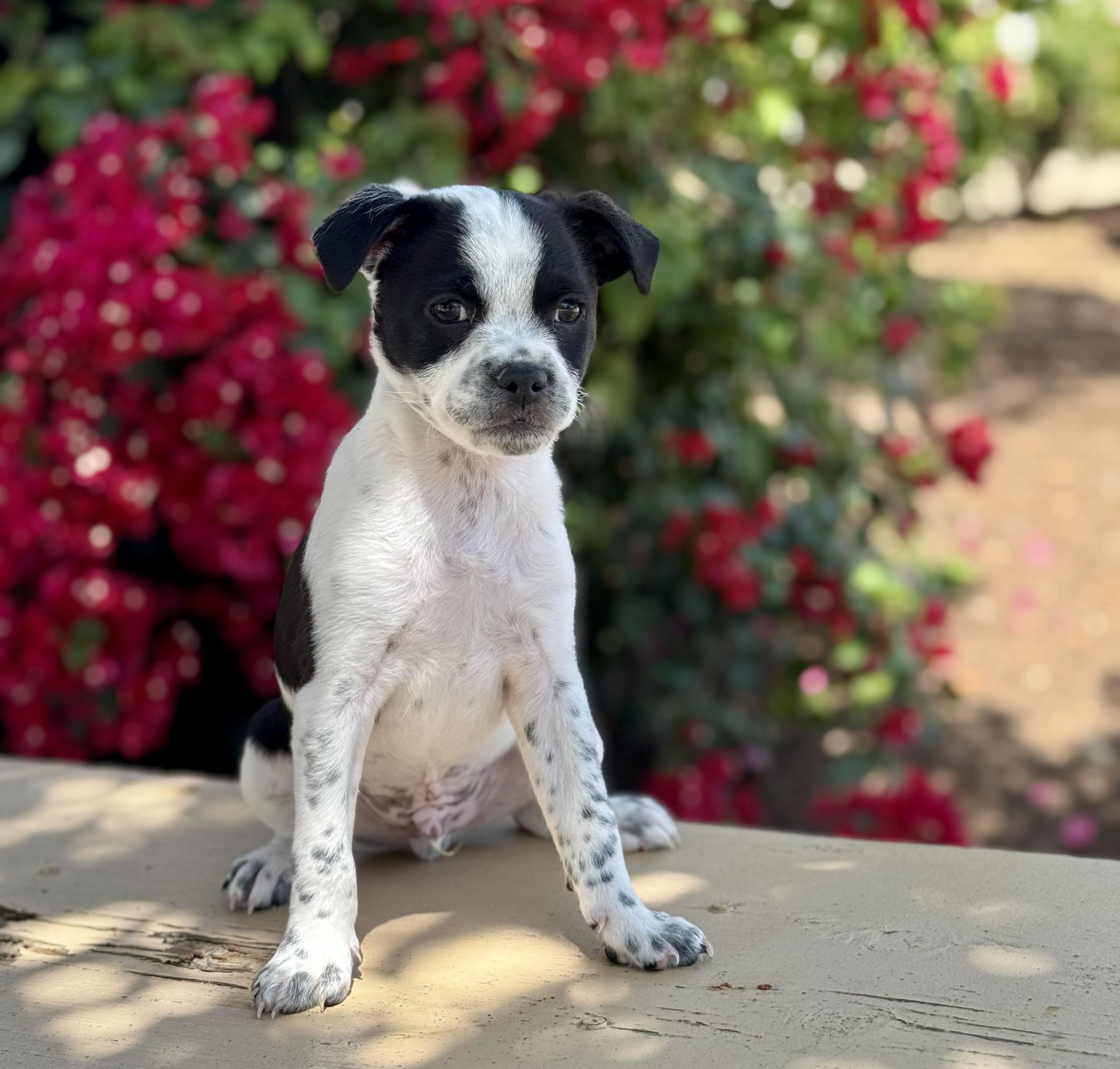 Enlarge Beetlejuice, a ADOPTABLE mixed breed in Van Nuys, CA image 4/6