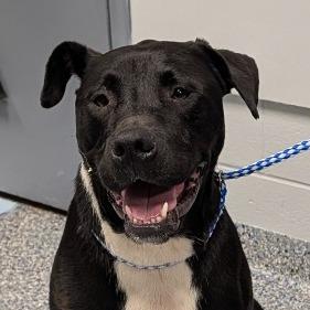 Enlarge Zion, a Adoptable Mixed Breed in Greenville, SC image 1/1