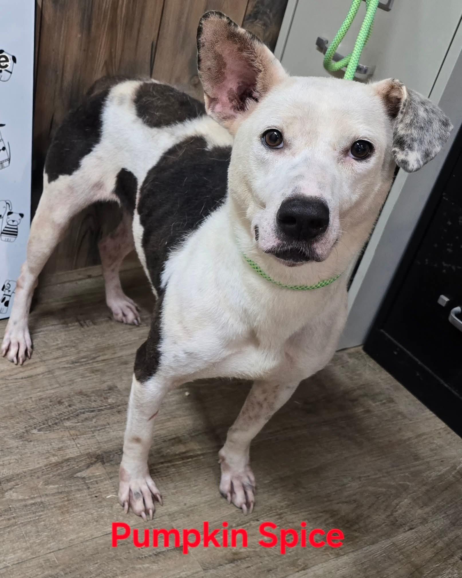 Pumpkin Spice, Adoptable, Adult Female Pit Bull Terrier.