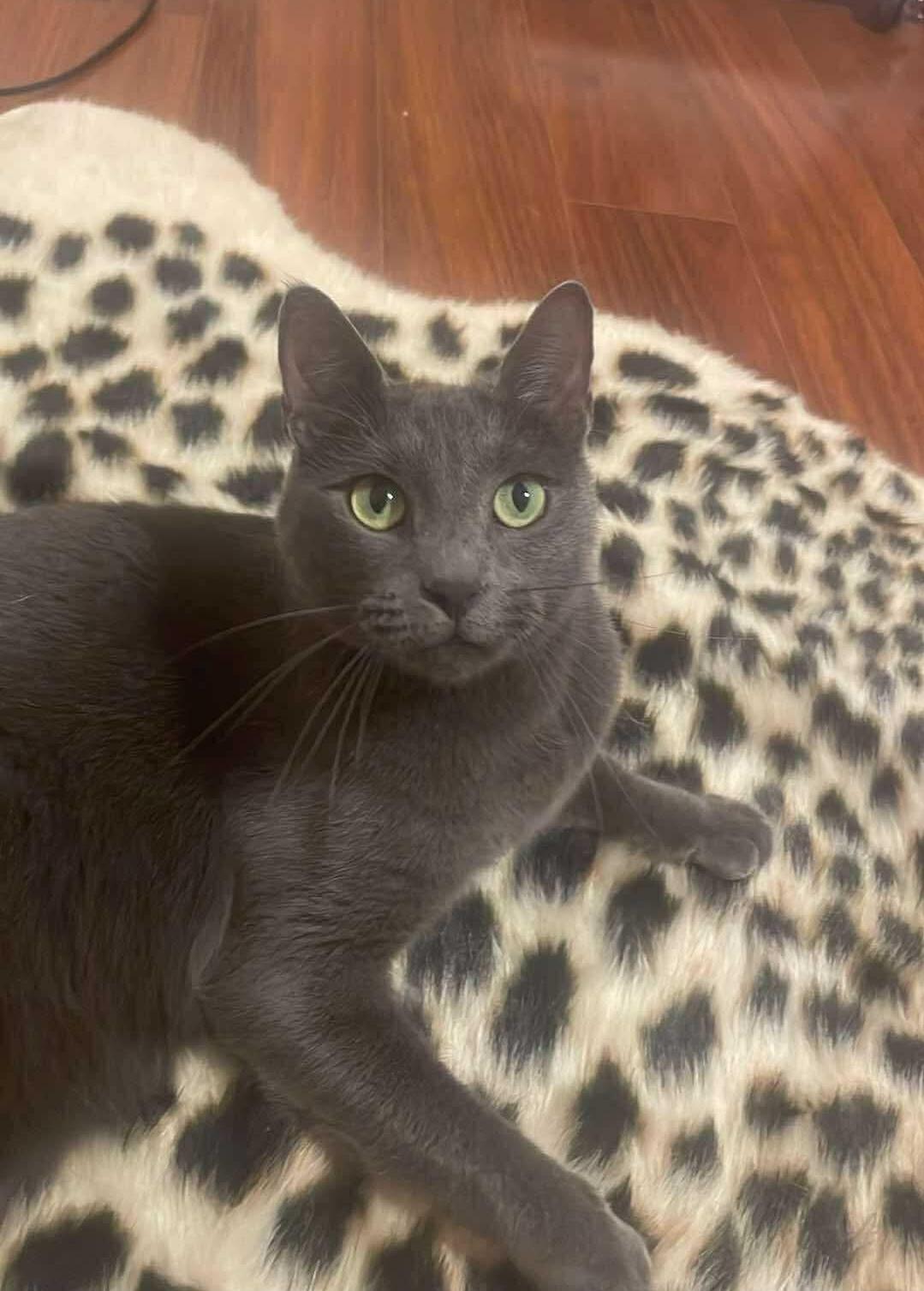 Chica, ADOPTABLE, Adult Female Domestic Short Hair.