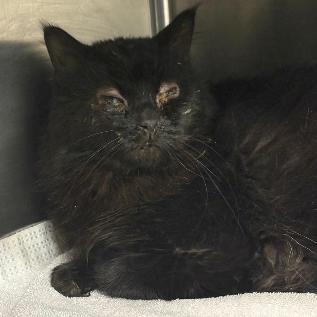 Boba, a Adoptable Domestic Long Hair in Manhattan, KS image 1/2