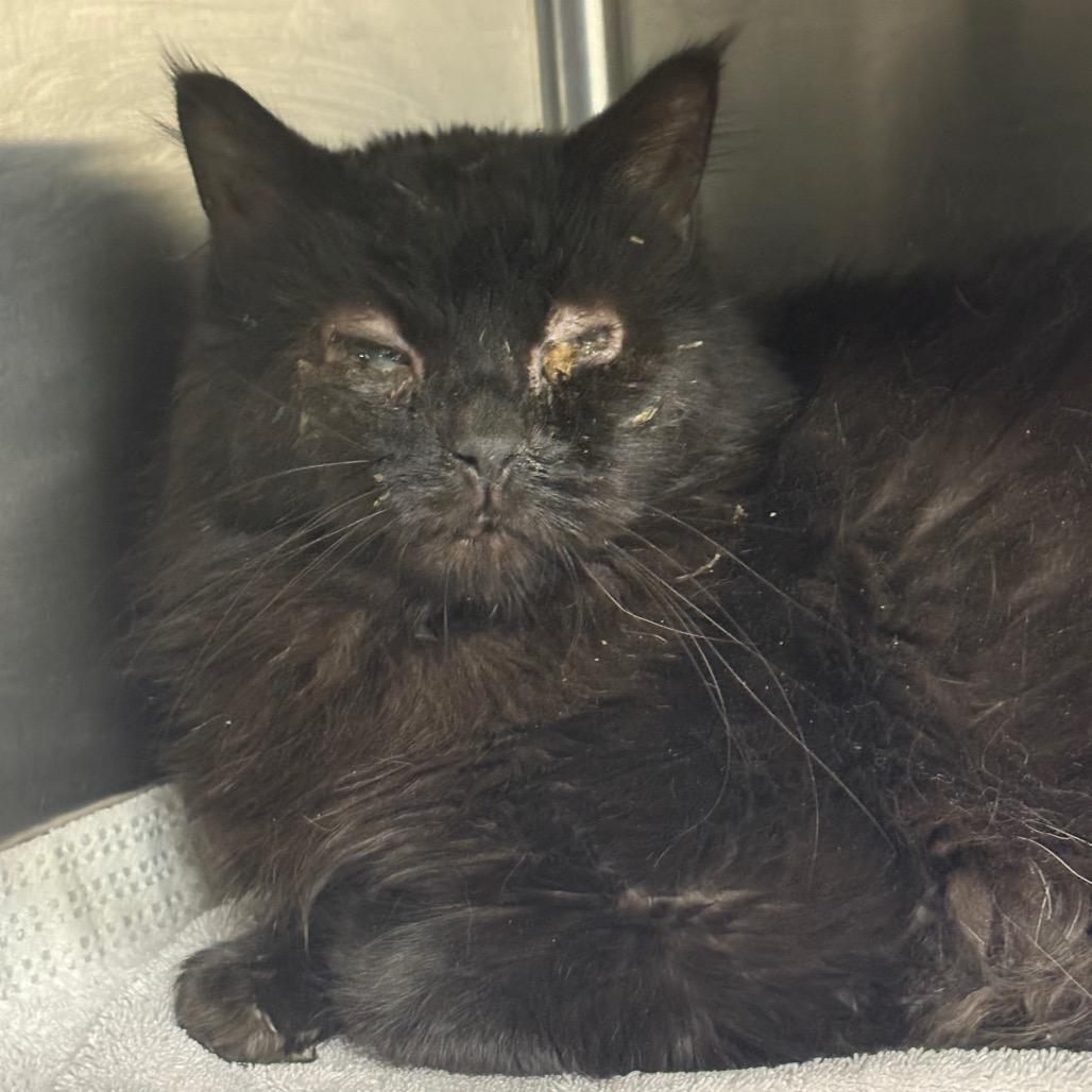 Boba, a Adoptable Domestic Long Hair in Manhattan, KS image 2/2