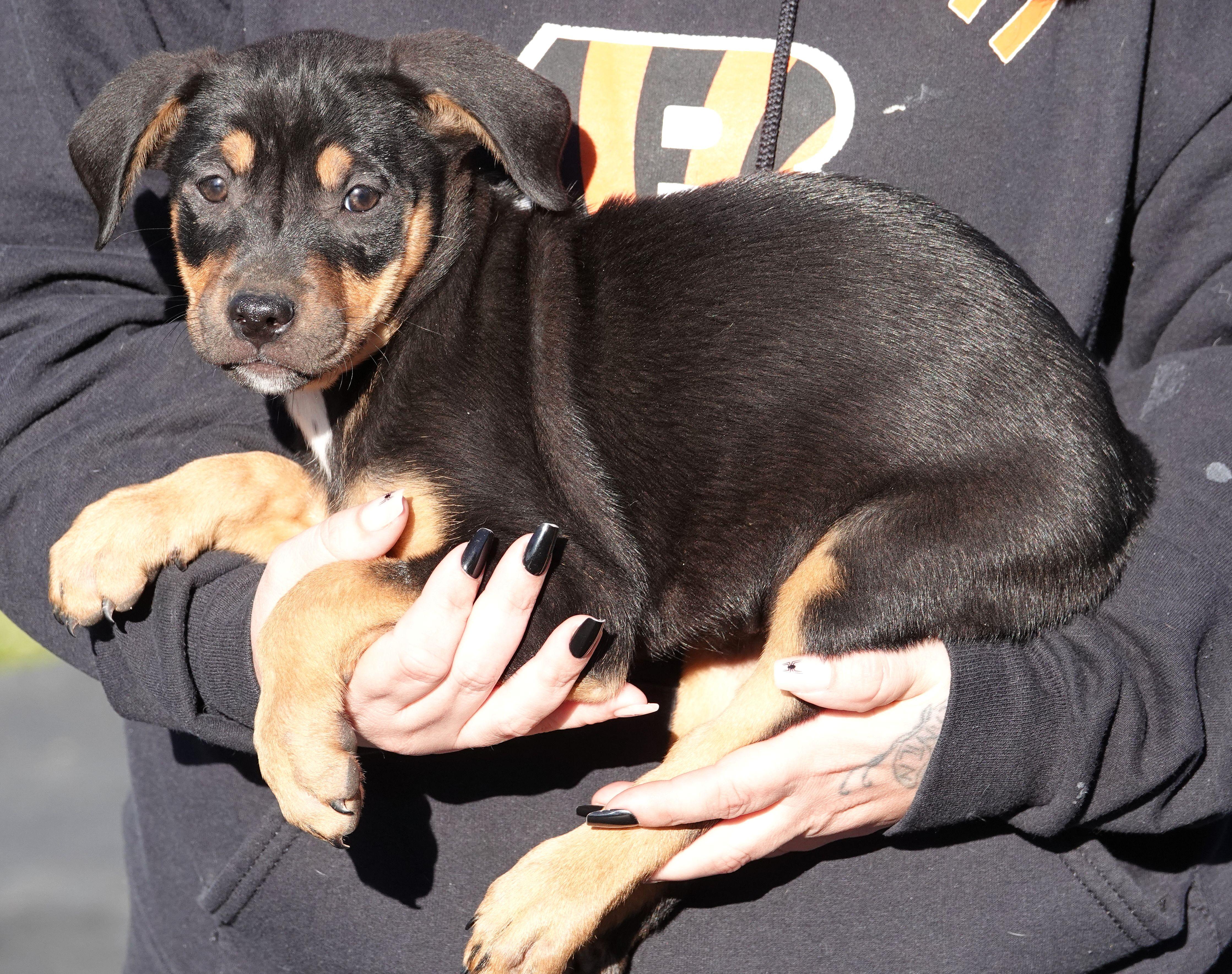 Enlarge Snickers, a Adoptable mixed breed in Millfield, OH image 2/4