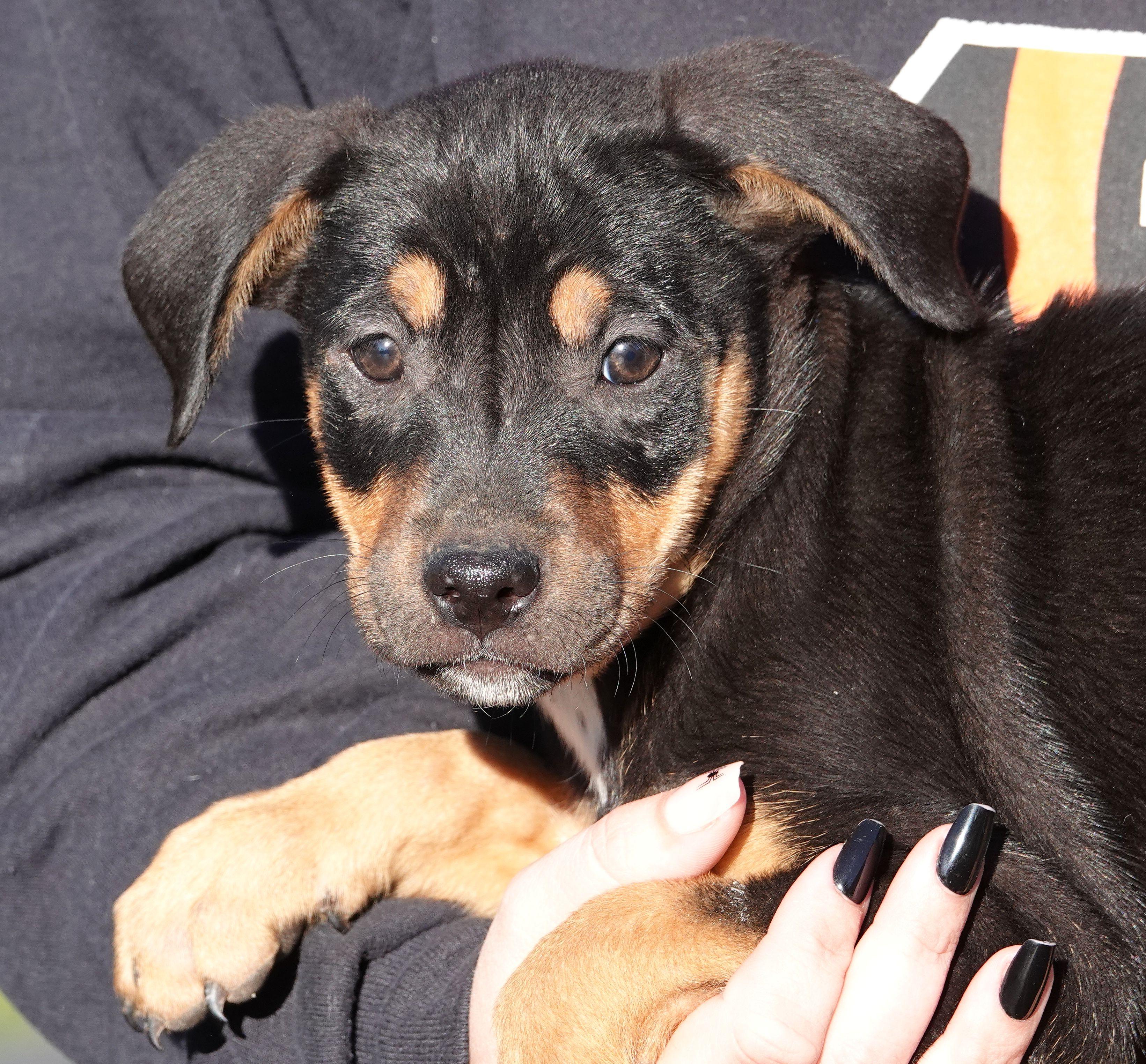 Snickers, Adoptable, Puppy Female Terrier.