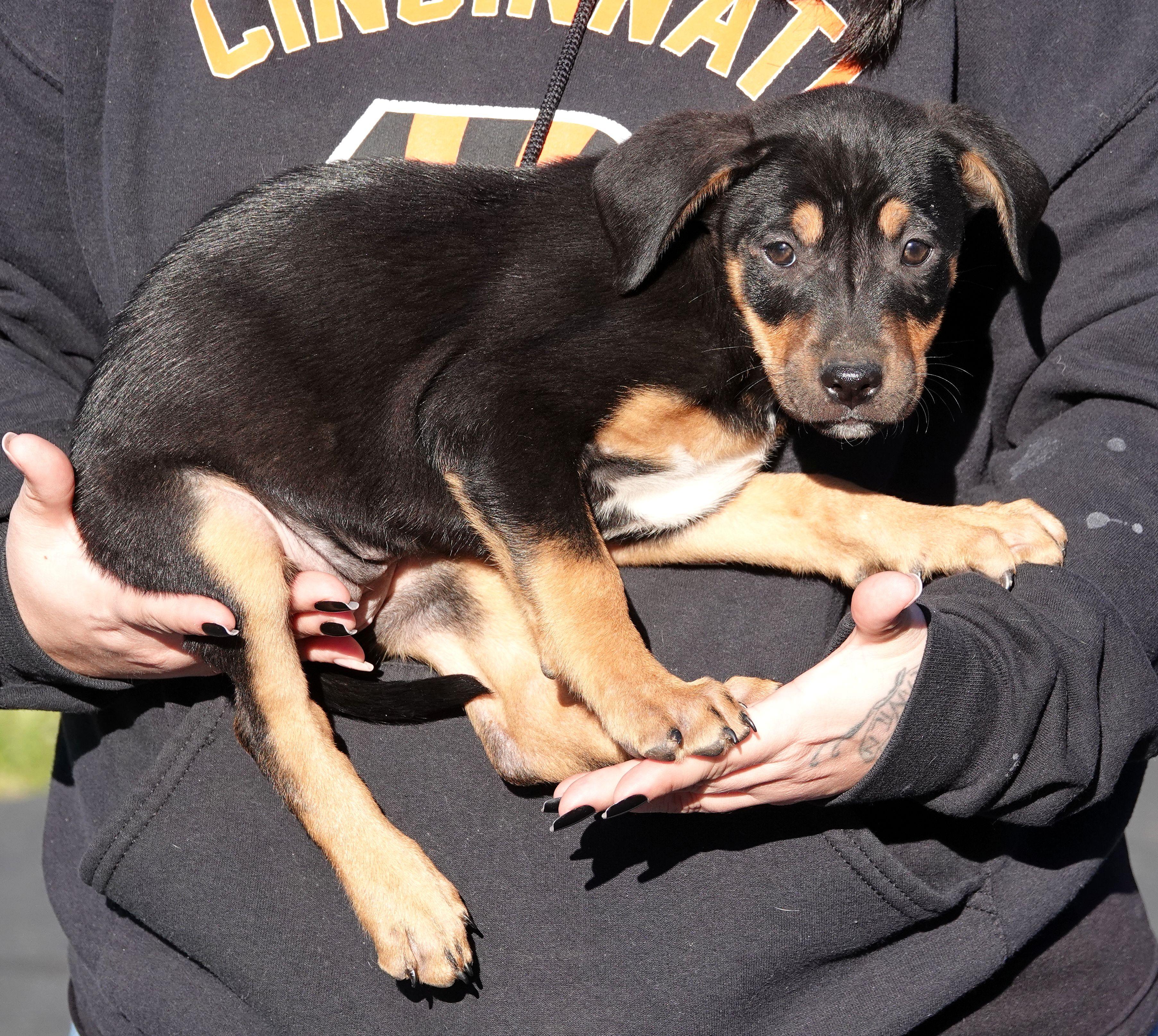 Enlarge Snickers, a Adoptable mixed breed in Millfield, OH image 3/4