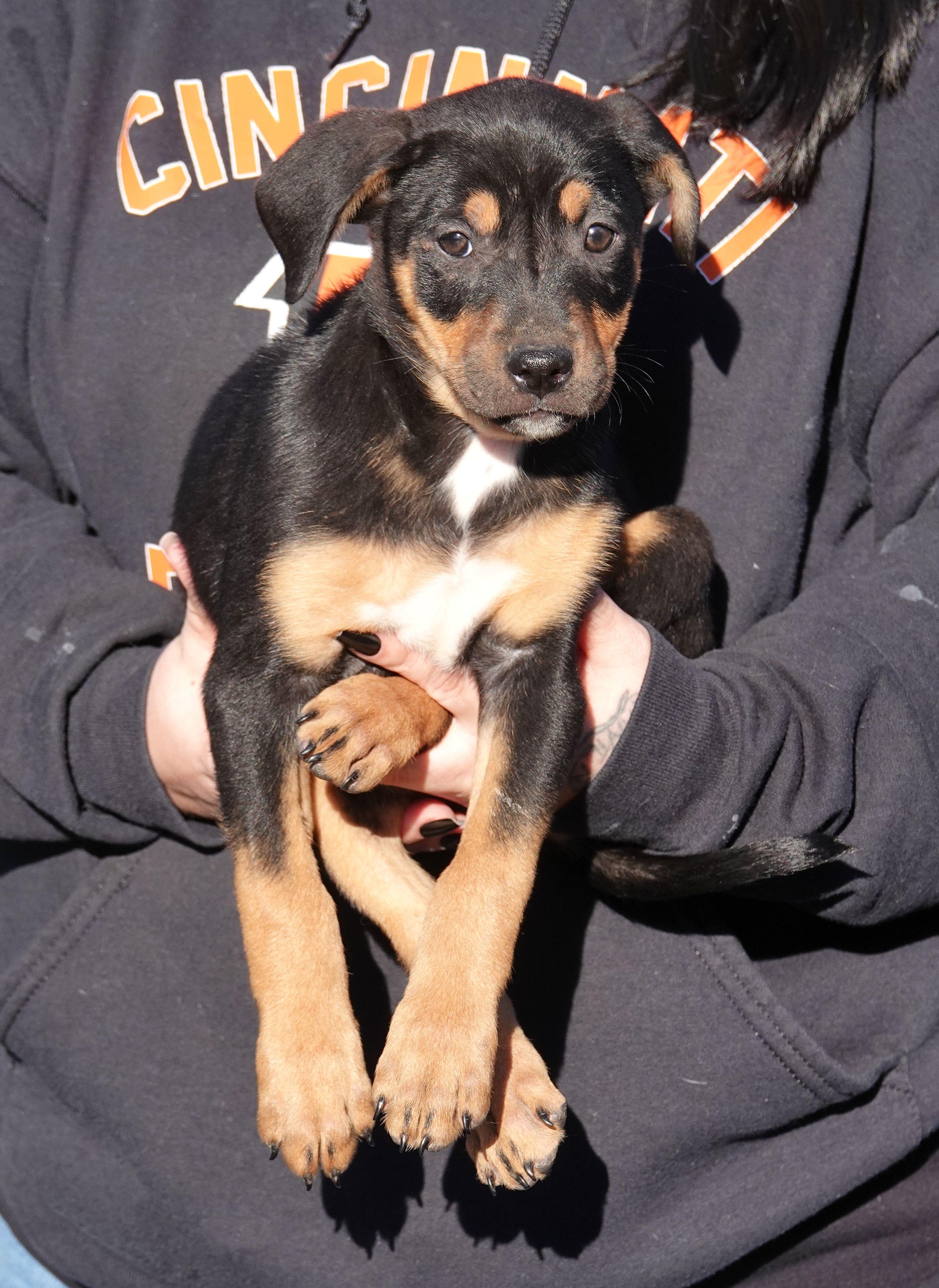 Enlarge Snickers, a Adoptable mixed breed in Millfield, OH image 4/4