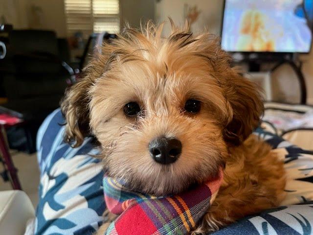 Stuart, ADOPTABLE, Puppy Male Shih Tzu & Yorkshire Terrier.