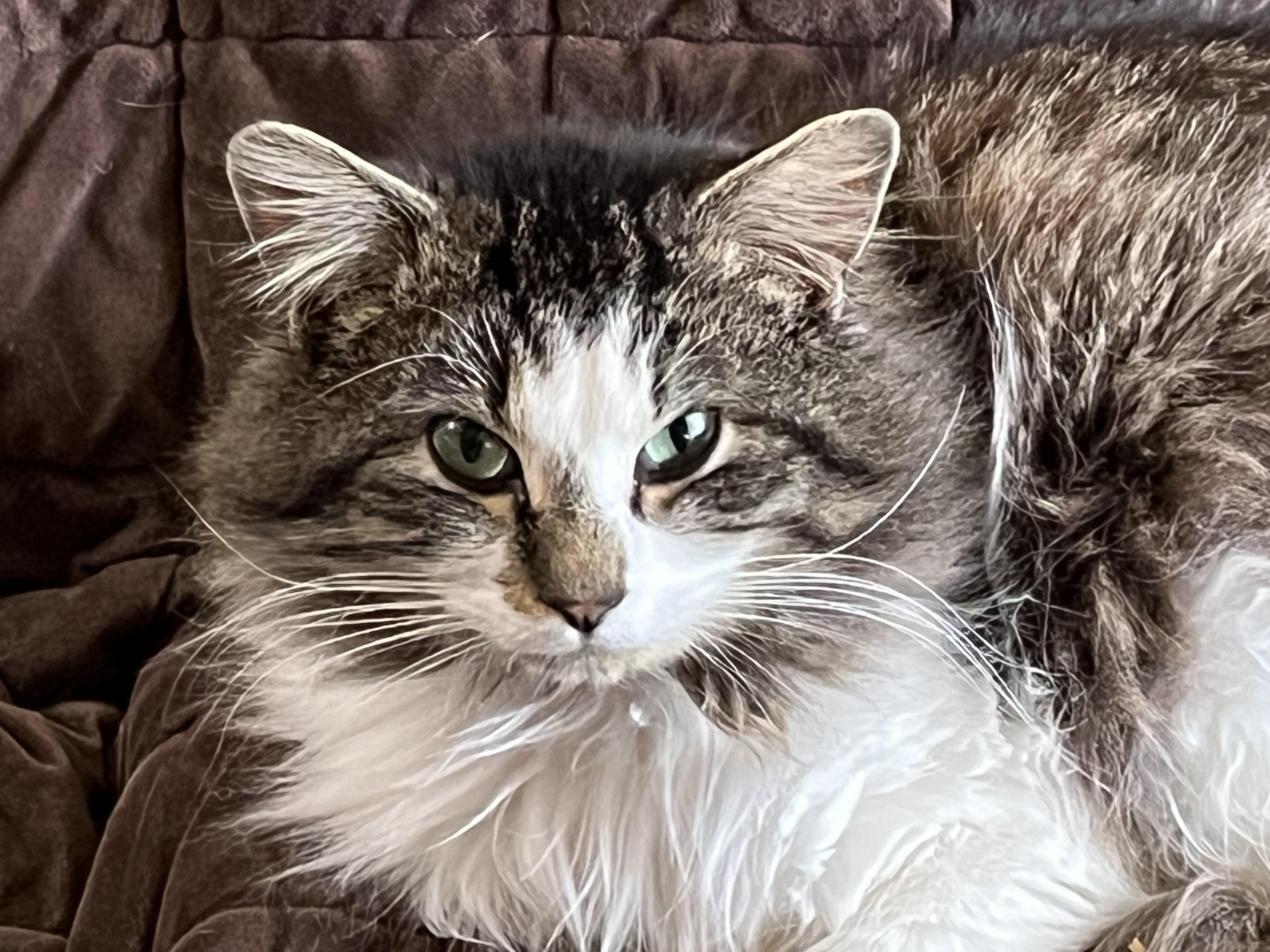 Monty, Adult Male Domestic Long Hair
