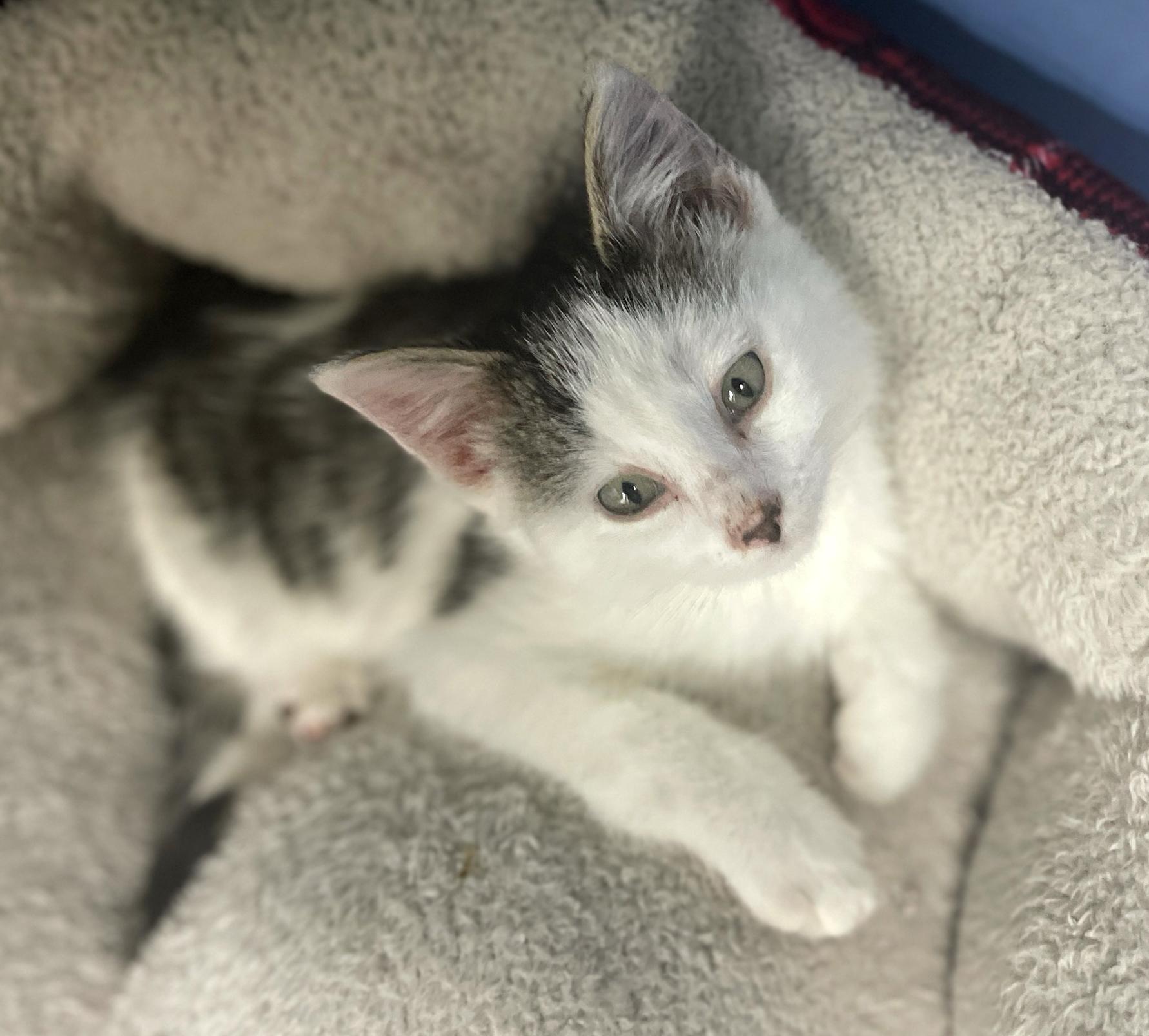 Enlarge Ginger (Must be Adopted w/Littermate), an adoptable Domestic Medium Hair in Neillsville, WI image 1/1