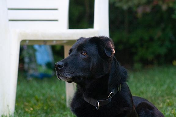 Enlarge Ember, an adoptable mixed breed in Stanstead, QC image 2/5