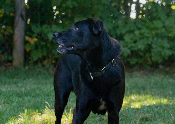 Enlarge Ember, an adoptable mixed breed in Stanstead, QC image 4/5