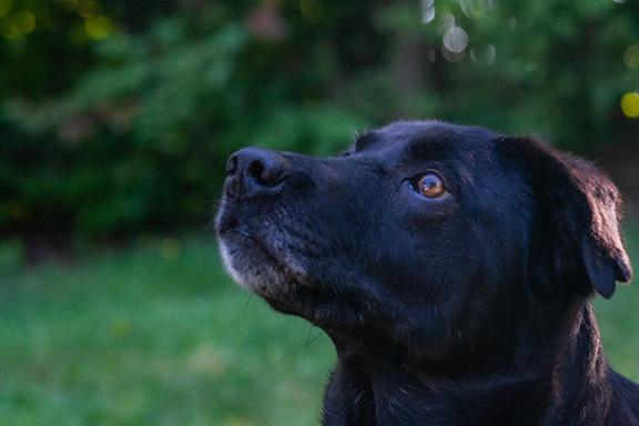 Enlarge Ember, an adoptable mixed breed in Stanstead, QC image 3/5