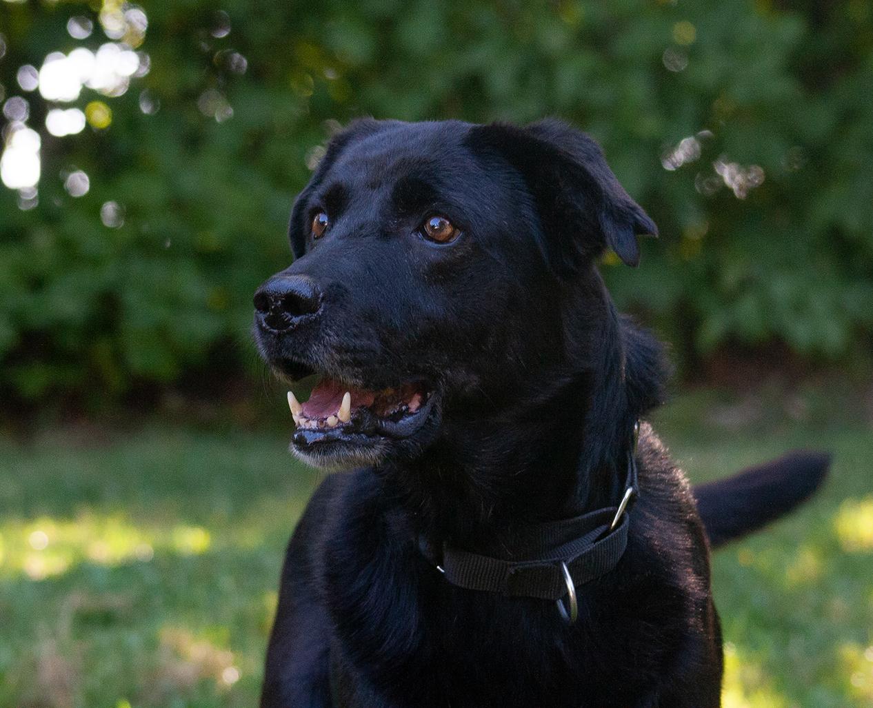 Enlarge Ember, an adoptable mixed breed in Stanstead, QC image 1/5
