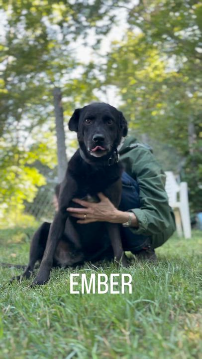 Enlarge Ember, an adoptable mixed breed in Stanstead, QC video 5/5