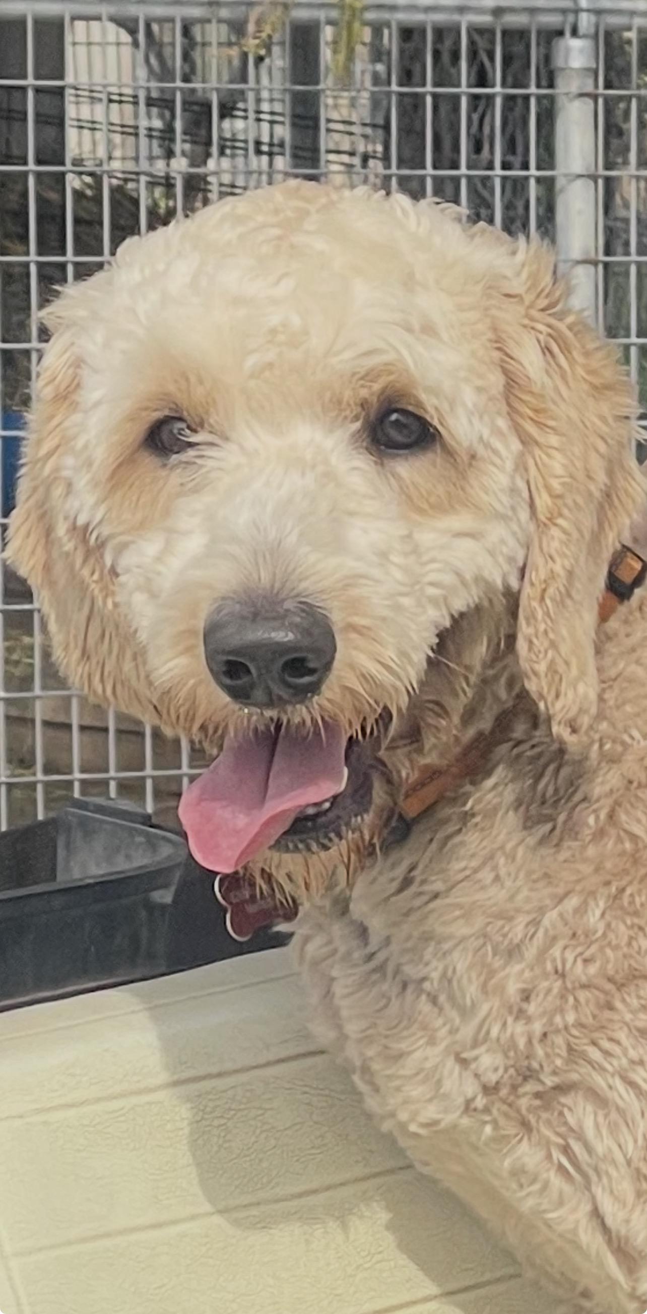 Cruz, adopted, Young Male Goldendoodle.