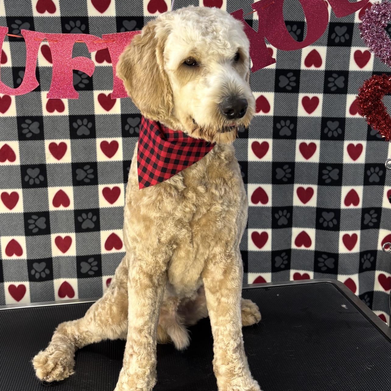 Enlarge Cruz, an adopted Goldendoodle in Manteca, CA image 2/6