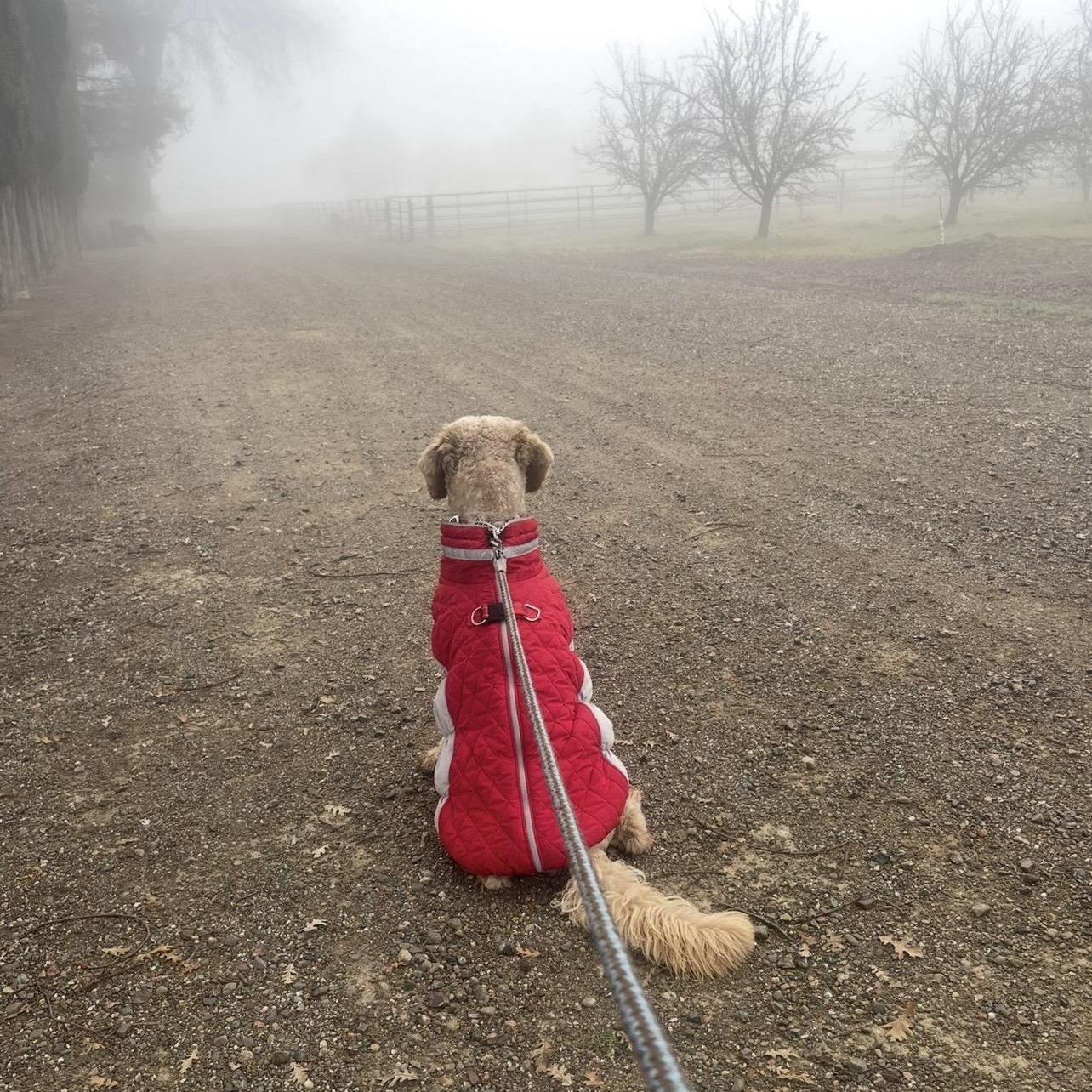 Enlarge Cruz, an adopted Goldendoodle in Manteca, CA image 6/6