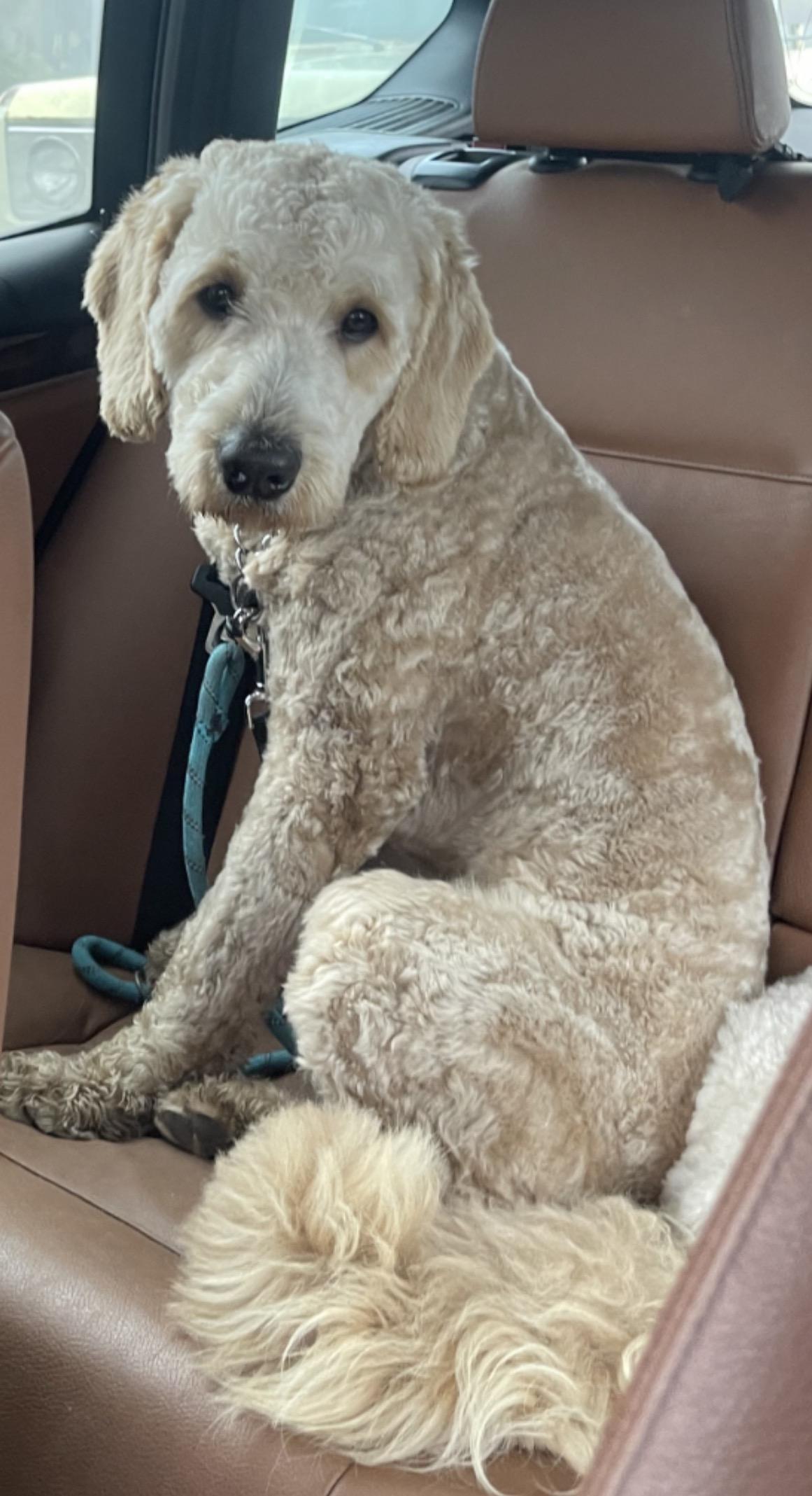 Enlarge Cruz, an adopted Goldendoodle in Manteca, CA image 4/6