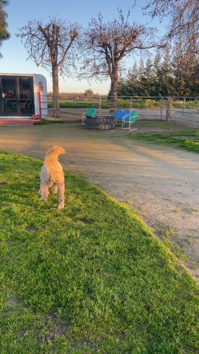 Enlarge Cruz, an adopted Goldendoodle in Manteca, CA video 5/6