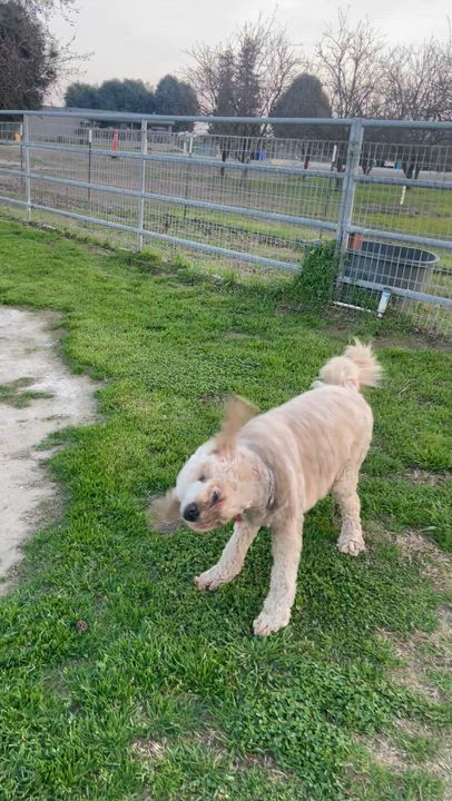 Enlarge Cruz, an adopted Goldendoodle in Manteca, CA video 3/6