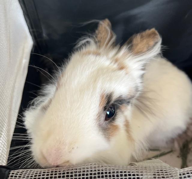 Gabby, Adoptable, Young Female Lionhead.