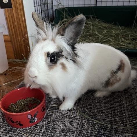 Enlarge Gabby, a Adoptable Lionhead in New York, NY image 2/5