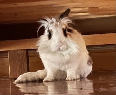 Enlarge Gabby, a Adoptable Lionhead in New York, NY image 3/5