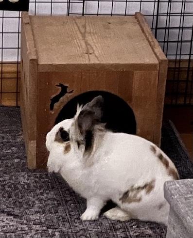 Enlarge Gabby, a Adoptable Lionhead in New York, NY image 4/5